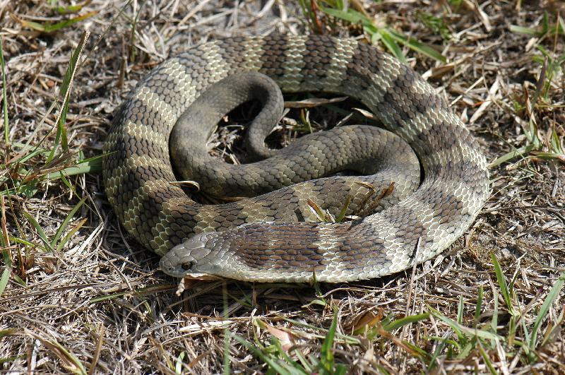 Tiger_Snake__Notechis_scutatus__015.jpg