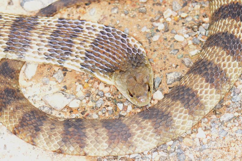 Tiger_Snake__Notechis_scutatus__020.jpg