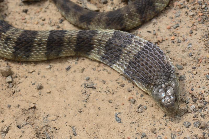 Tiger_Snake__Notechis_scutatus__023.jpg