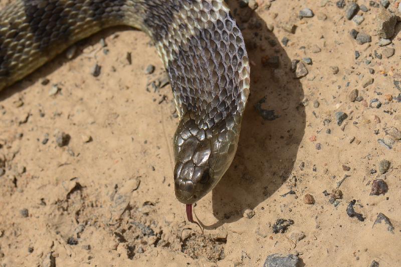 Tiger_Snake__Notechis_scutatus__024.jpg