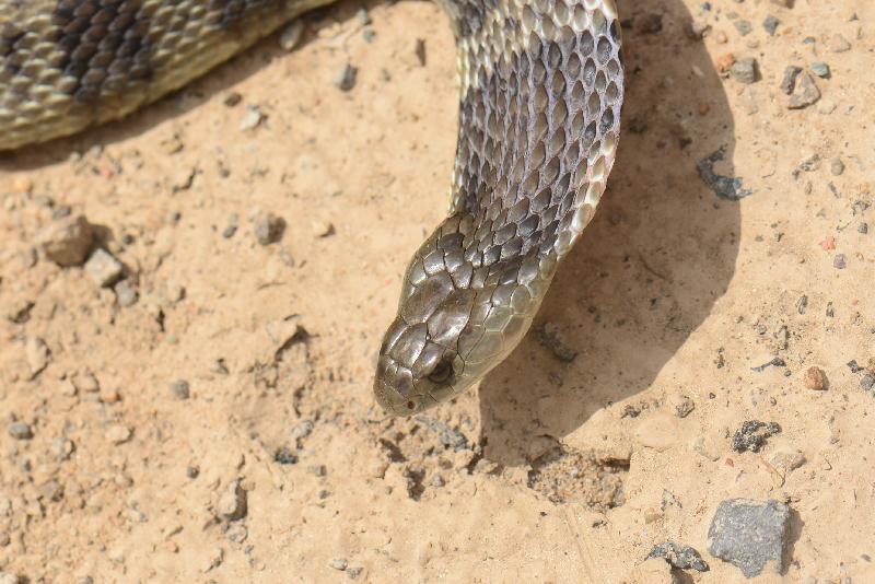 Tiger_Snake__Notechis_scutatus__025.jpg