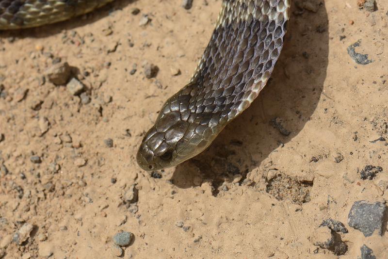 Tiger_Snake__Notechis_scutatus__026.jpg