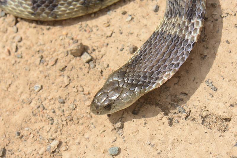 Tiger_Snake__Notechis_scutatus__027.jpg