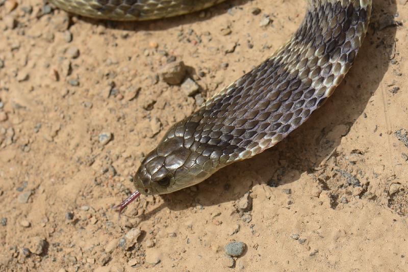 Tiger_Snake__Notechis_scutatus__028.jpg