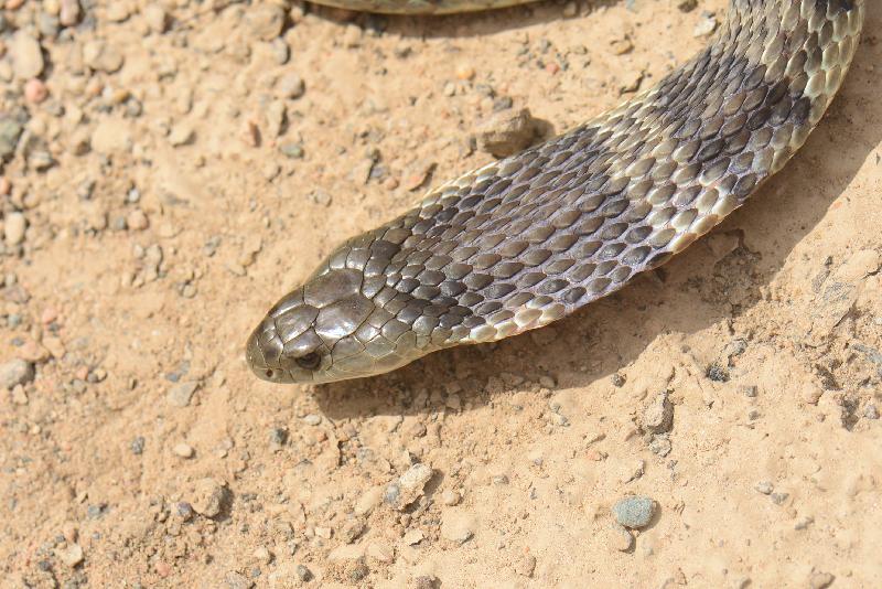 Tiger_Snake__Notechis_scutatus__029.jpg