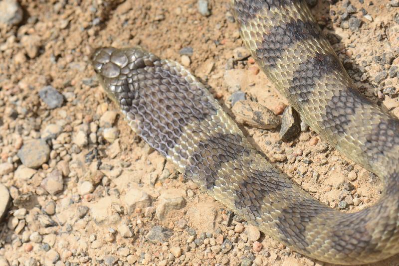 Tiger_Snake__Notechis_scutatus__031.jpg