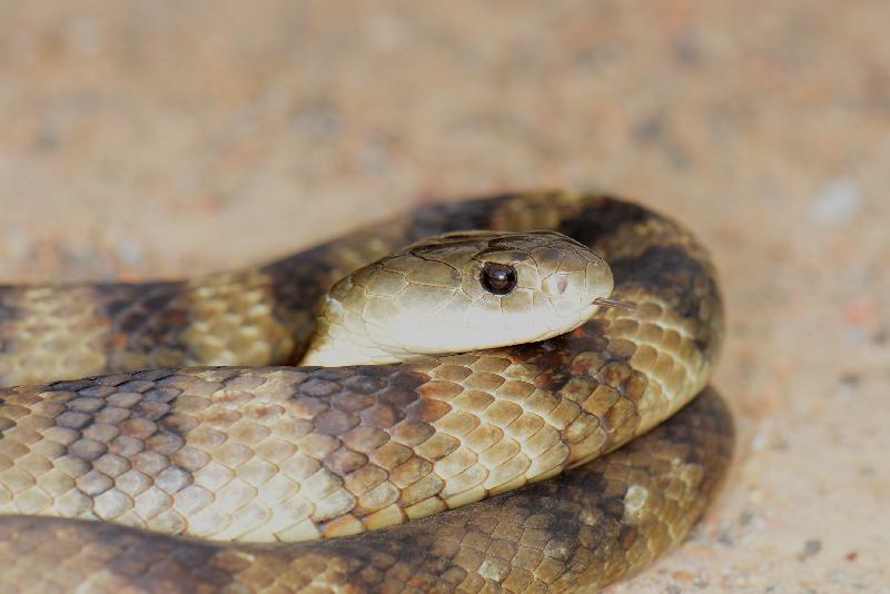 Tiger_Snake__Notechis_scutatus__035.jpg