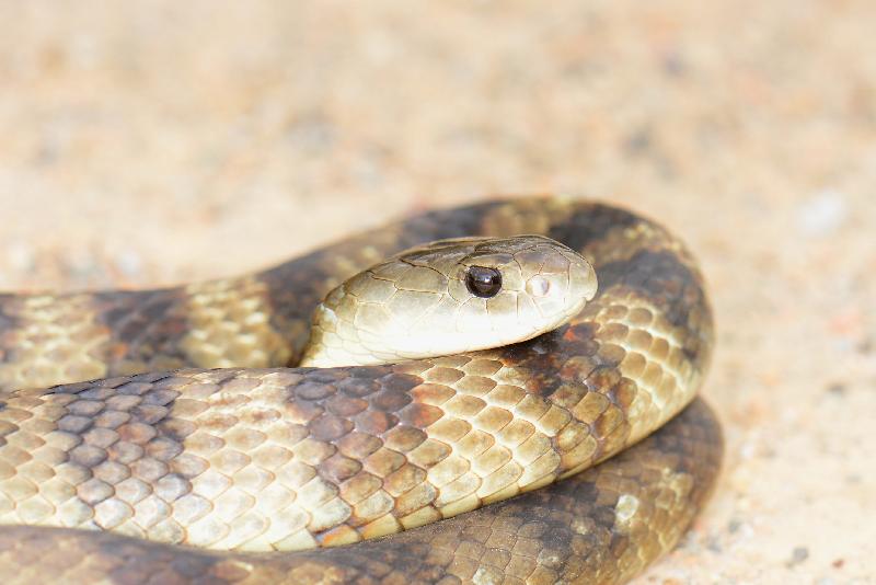 Tiger_Snake__Notechis_scutatus__036.jpg