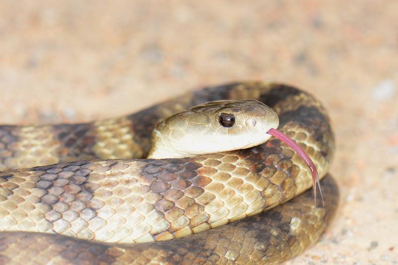 Tiger_Snake__Notechis_scutatus__037.jpg