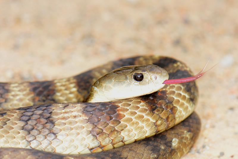 Tiger_Snake__Notechis_scutatus__038.jpg