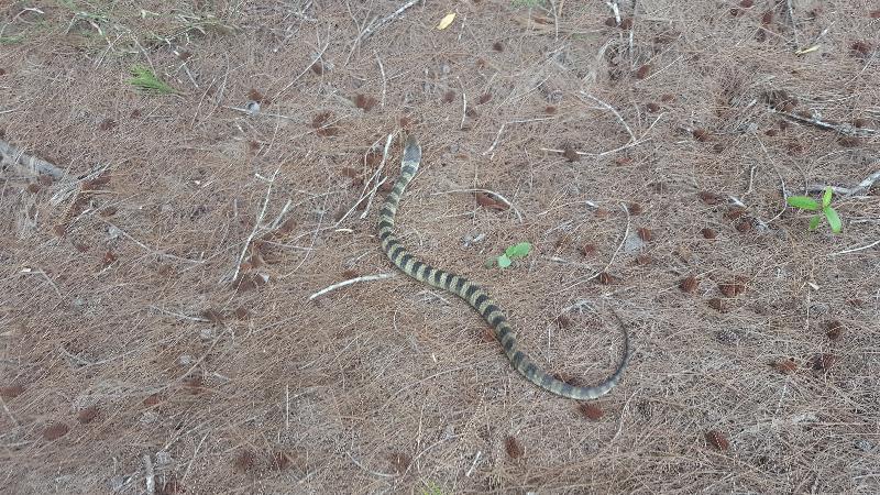 Tiger_Snake__Notechis_scutatus__041.jpg