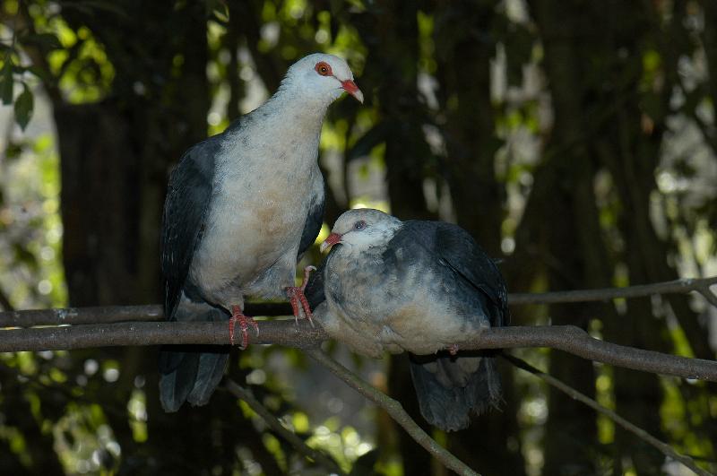 Topknot_Pigeon__Lopholaimus_antarcticus__001.jpg