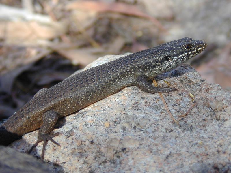 Tree_Skink__Egernia_striolata__001.jpg