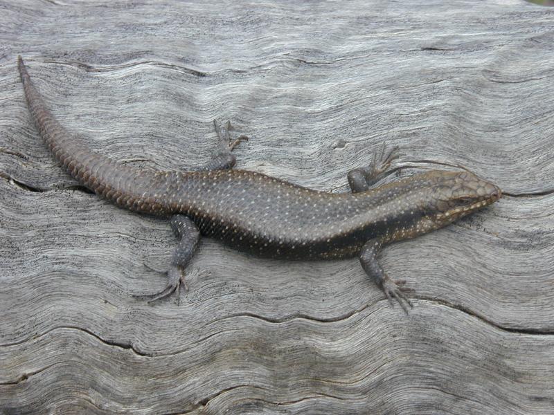 Tree_Skink__Egernia_striolata__002.jpg