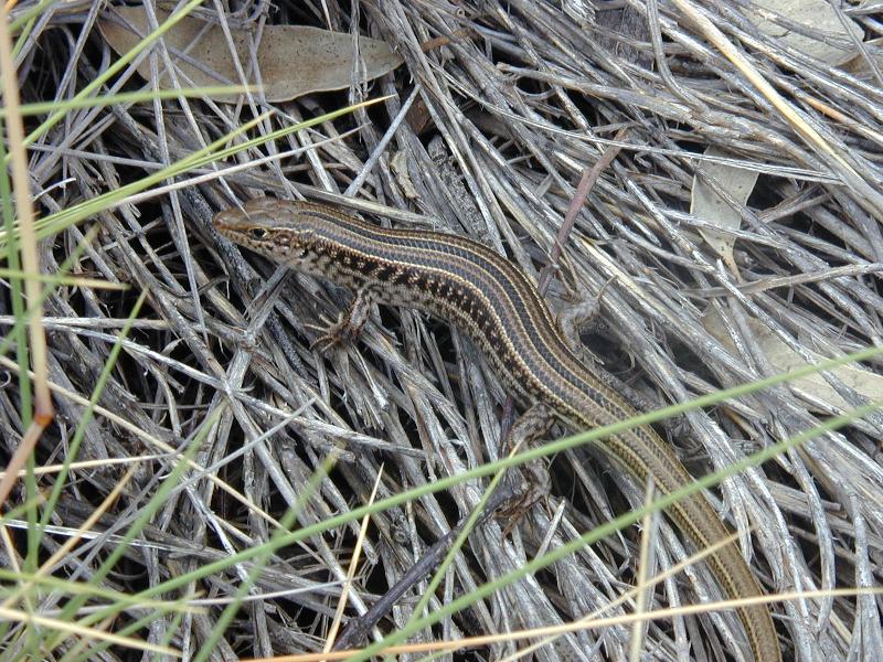 Tree_Skink__Egernia_striolata__003.jpg