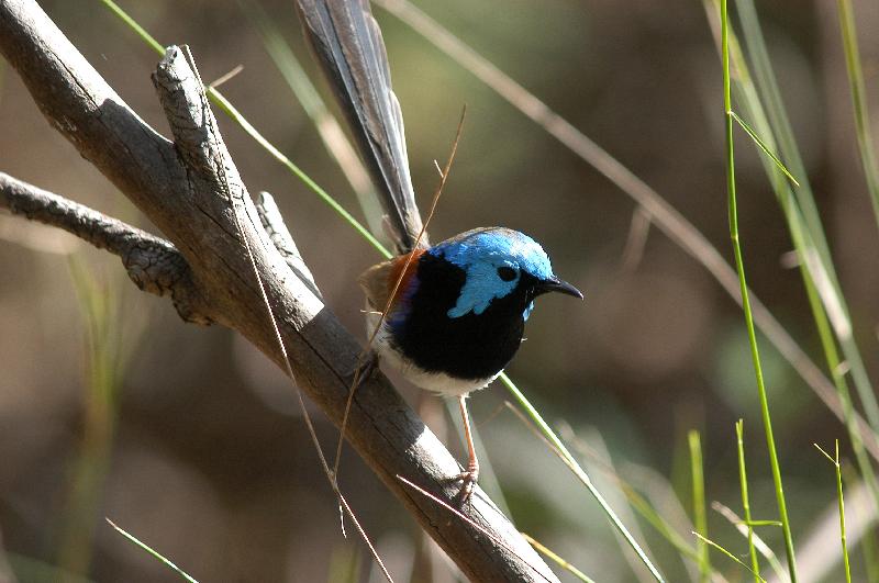 Variegated_Fairy-wren__Malurus_lamberti__002.jpg