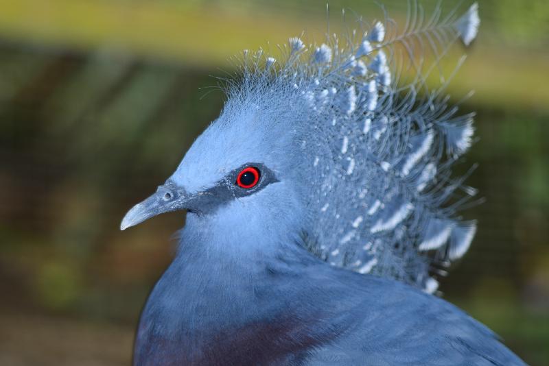 Victoria_Crowned_Pigeon__Goura_victoria__001.jpg