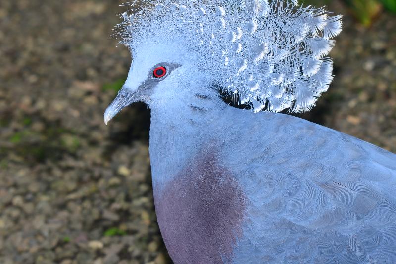 Victoria_Crowned_Pigeon__Goura_victoria__002.jpg