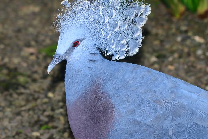 Victoria_Crowned_Pigeon__Goura_victoria__003.jpg