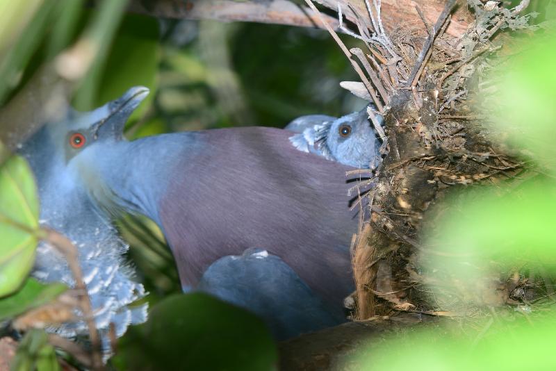 Victoria_Crowned_Pigeon__Goura_victoria__004.jpg