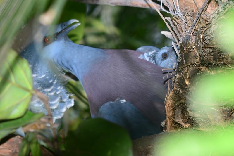 Victoria_Crowned_Pigeon__Goura_victoria__005.jpg