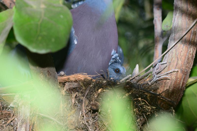 Victoria_Crowned_Pigeon__Goura_victoria__006.jpg