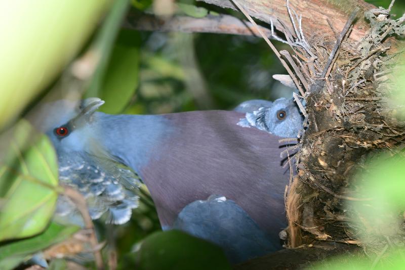 Victoria_Crowned_Pigeon__Goura_victoria__007.jpg