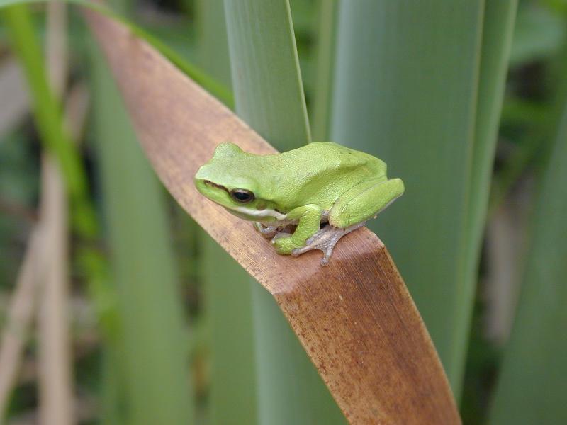 Wallum_Sedge_Frog__Litoria_olongburensis__001.jpg