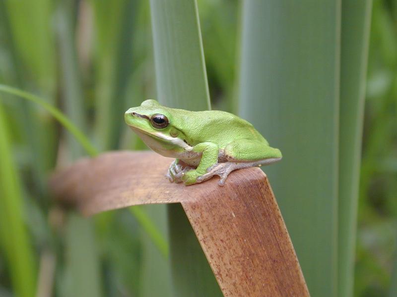 Wallum_Sedge_Frog__Litoria_olongburensis__002.jpg