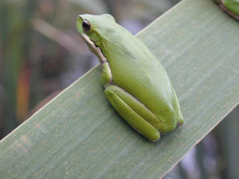 Wallum_Sedge_Frog__Litoria_olongburensis__003.jpg