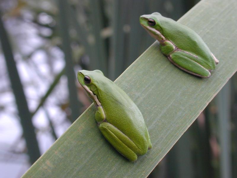 Wallum_Sedge_Frog__Litoria_olongburensis__004.jpg