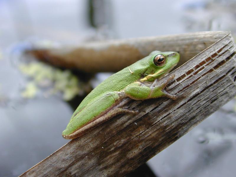 Wallum_Sedge_Frog__Litoria_olongburensis__005.jpg