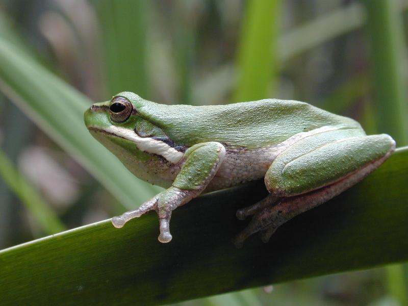 Wallum_Sedge_Frog__Litoria_olongburensis__006.jpg