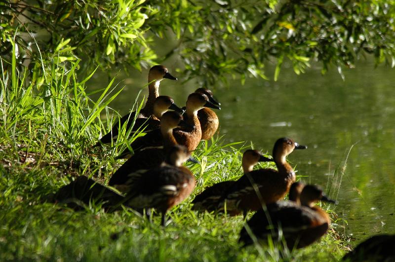 Wandering_Whistling-Duck__Dendrocygna_arcuata__001.jpg