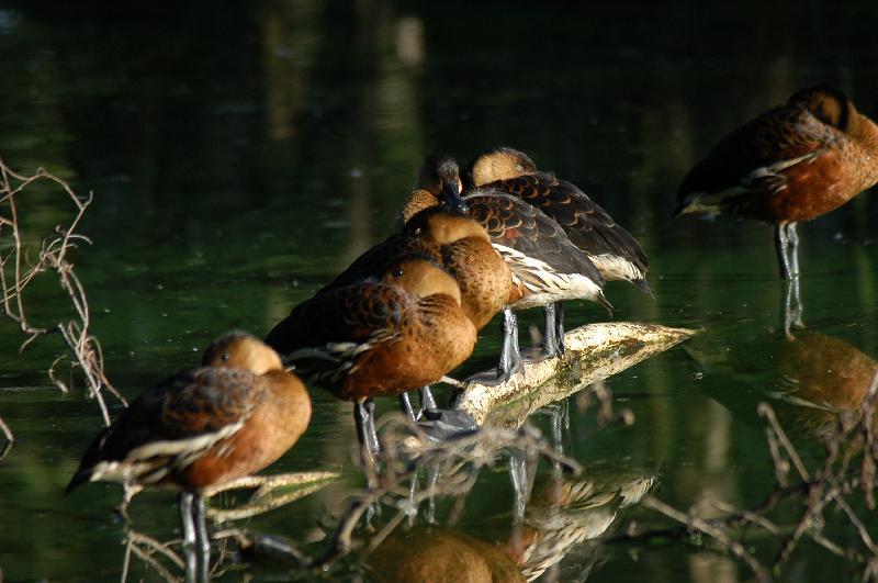 Wandering_Whistling-Duck__Dendrocygna_arcuata__002.jpg