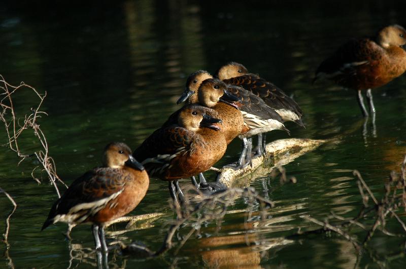 Wandering_Whistling-Duck__Dendrocygna_arcuata__003.jpg