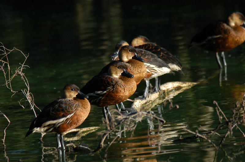 Wandering_Whistling-Duck__Dendrocygna_arcuata__004.jpg