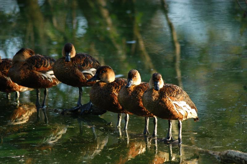 Wandering_Whistling-Duck__Dendrocygna_arcuata__005.jpg