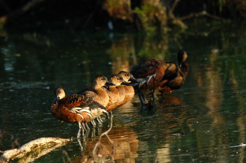 Wandering_Whistling-Duck__Dendrocygna_arcuata__006.jpg