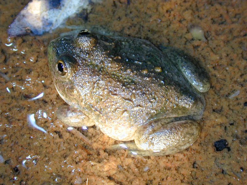 Water-Holding_Frog__Cyclorana_platycephala__001.jpg