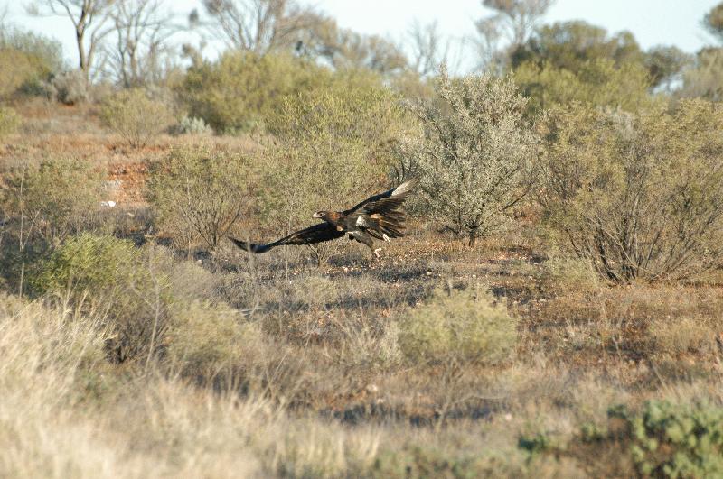 Wedge-tailed_Eagle__Aquila_audax__001.jpg