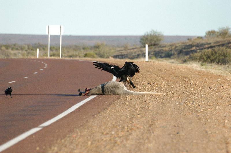 Wedge-tailed_Eagle__Aquila_audax__002.jpg