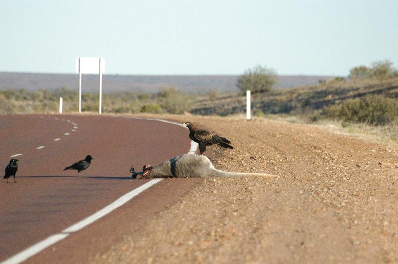 Wedge-tailed_Eagle__Aquila_audax__003.jpg