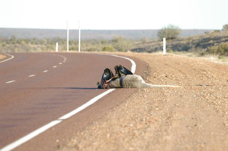 Wedge-tailed_Eagle__Aquila_audax__004.jpg