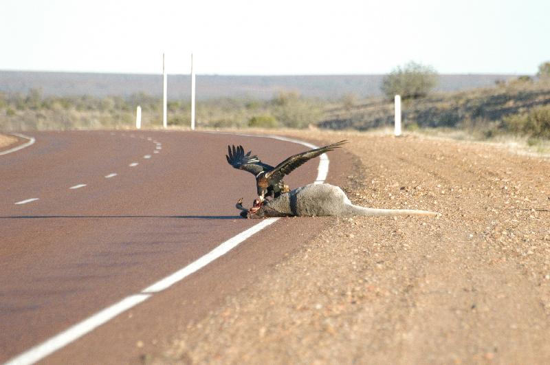 Wedge-tailed_Eagle__Aquila_audax__006.jpg