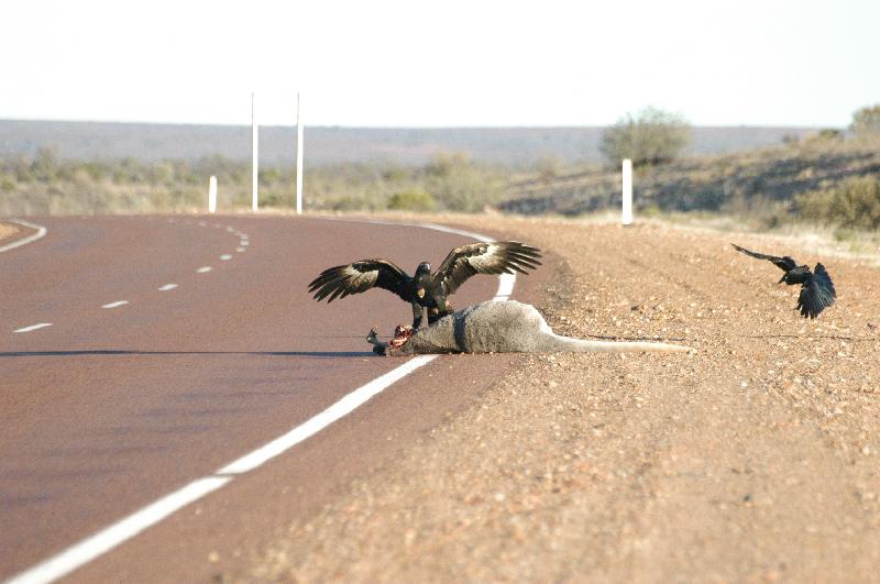 Wedge-tailed_Eagle__Aquila_audax__007.jpg