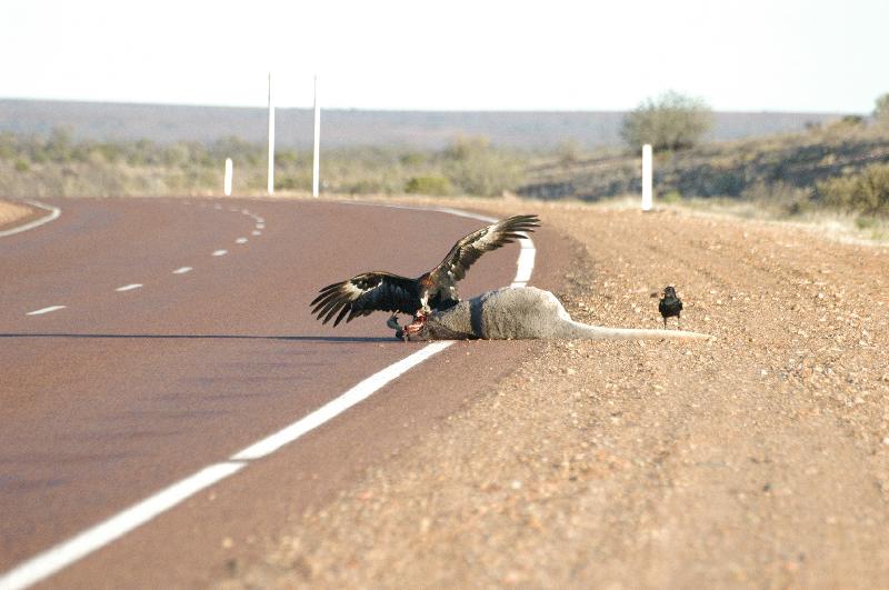 Wedge-tailed_Eagle__Aquila_audax__008.jpg