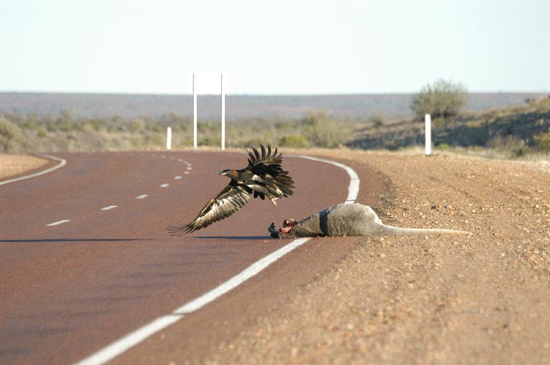 Wedge-tailed_Eagle__Aquila_audax__009.jpg