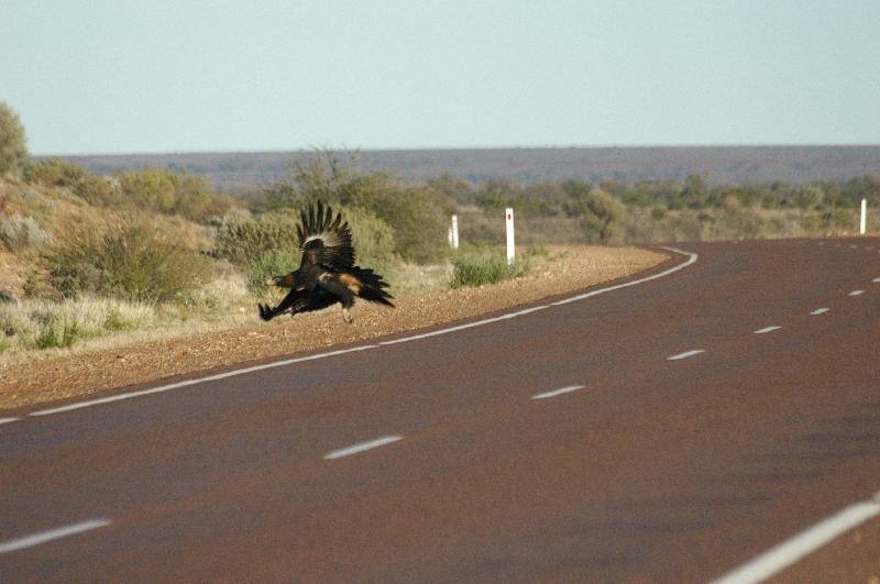 Wedge-tailed_Eagle__Aquila_audax__010.jpg