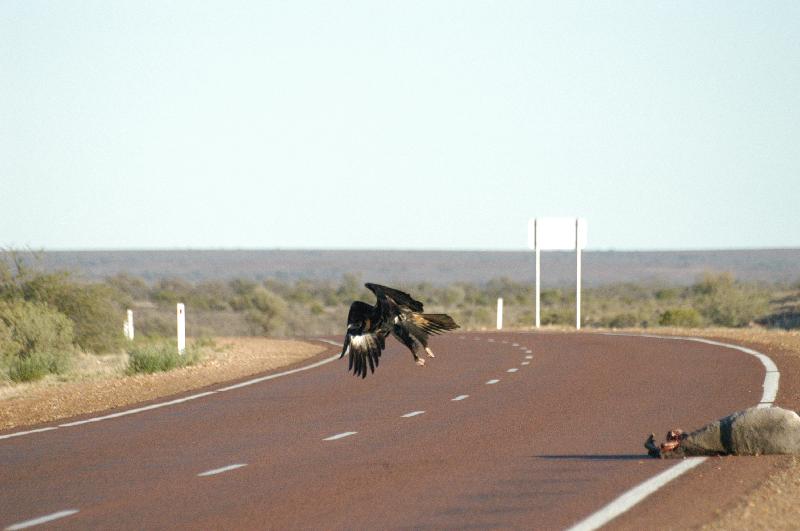 Wedge-tailed_Eagle__Aquila_audax__011.jpg